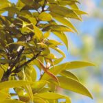 Chinquapin Tree